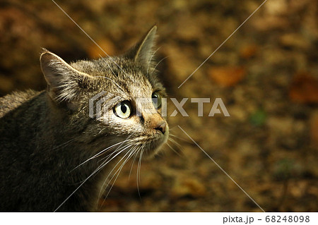 Portrait of Wild Cat, Felis silvestris, animal in Portrait of Wild Cat, Felis silvestris, animal in 68248098