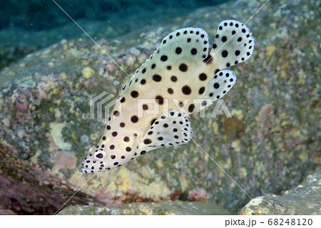 サラサハタの幼魚 68248120