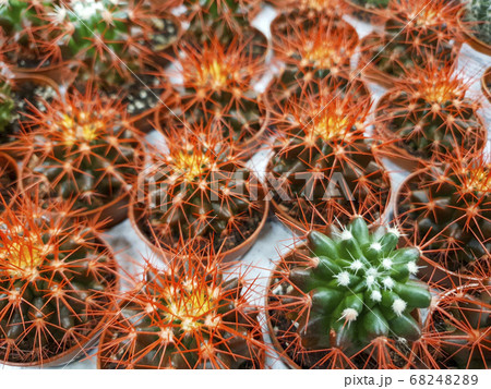 different cacti on sale in the store 68248289