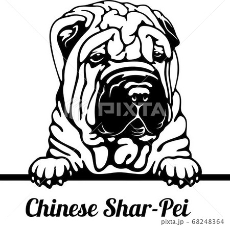 Peeking Dog - Chinese Shar-Pei breed - head isolated on white 68248364