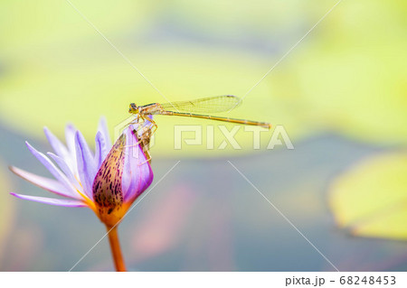 アオモンイトトンボ4342 アオモンイトトンボ4342 68248453