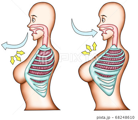 女性胸式呼吸のイラスト素材