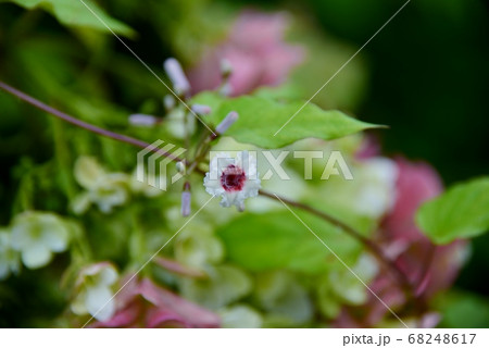 小さなヘクソカズラの花アップ 小さなヘクソカズラの花アップ 68248617