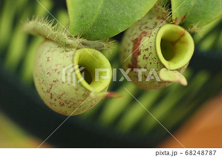 食虫植物 ウツボカズラ 食虫植物 ウツボカズラ 68248787