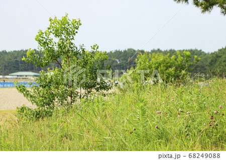 コロナ渦で閑散中の横浜市金沢区海の公園海水浴場 68249088
