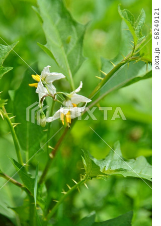 ワルナスビのかわいい花 68249121