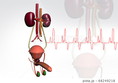 Male urinary system Male urinary system 68249218
