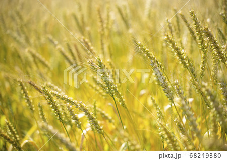 実りの麦畑 実りの麦畑 68249380