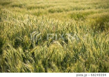 実りの麦畑 実りの麦畑 68249394