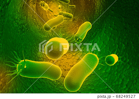 Bacteria 68249527