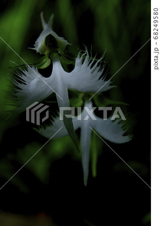 サギ草 サギ草 68249580