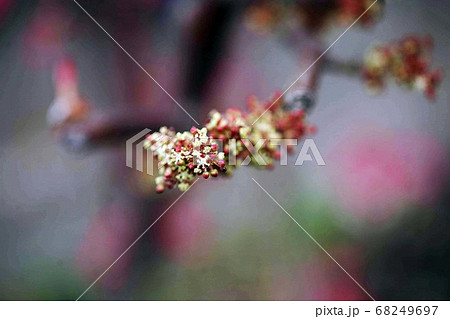 オオバアカメガシワの花 68249697