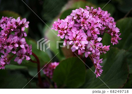 満開、ヒマラヤユキノシタの花 68249718