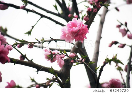 花桃 源平しだれの花 花桃 源平しだれの花 68249720