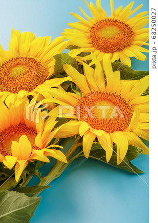 Blooming yellow sunflowers on a blue background. 68250027