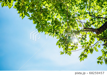 太陽の光が当たる新緑の木 太陽の光が当たる新緑の木 68250457