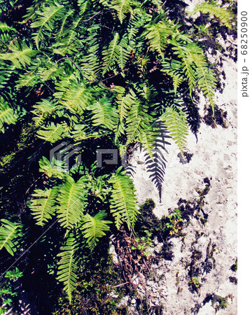 Fern green leaves on stone wall nature wallpaper Fern green leaves on stone wall nature wallpaper 68250900