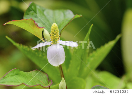 朝露に濡れたドクダミの花 朝露に濡れたドクダミの花 68251083