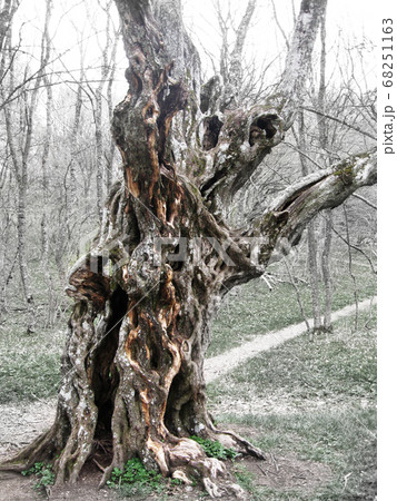 Wild forest curvy tree natural wood spring nature 68251163