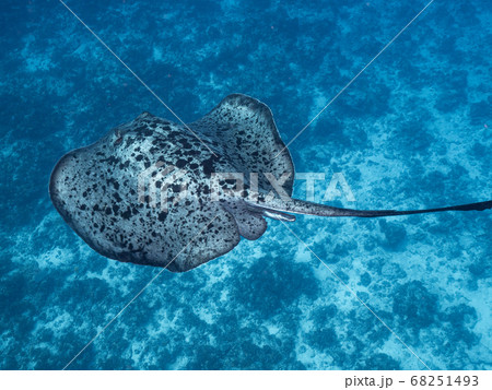 マダラエイ 68251493