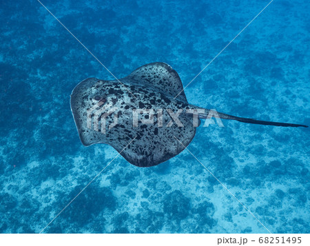 マダラエイ 68251495