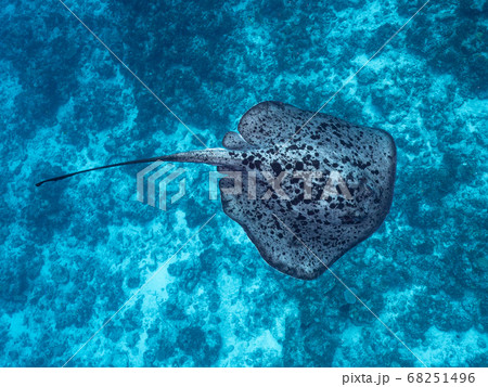 マダラエイ 68251496