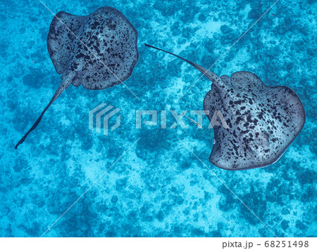 マダラエイ 68251498