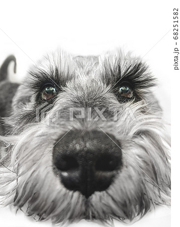 Small black and white miniature schnauzer dog wtih 68251582