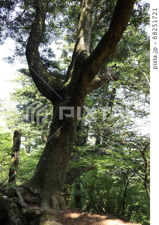 大山阿夫利神社 本社参道 大山阿夫利神社 本社参道 68251721