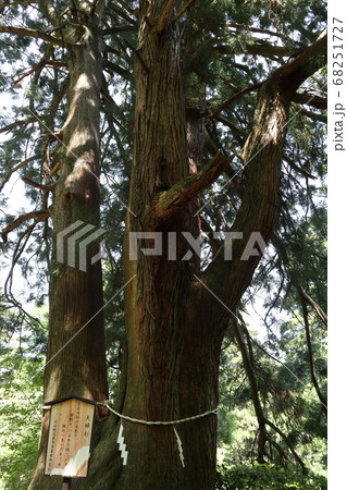 大山阿夫利神社　本社参道　夫婦杉 68251727