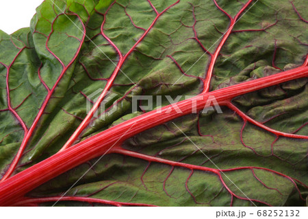 スイスチャード 68252132