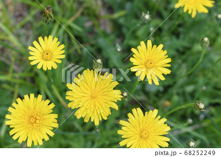 タンポポの花と蕾 複数 タンポポの花と蕾 複数 68252249