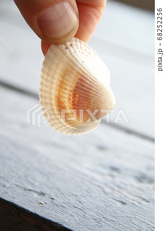 hand holds seashell, beach time creative concept, hand holds seashell, beach time creative concept, 68252256