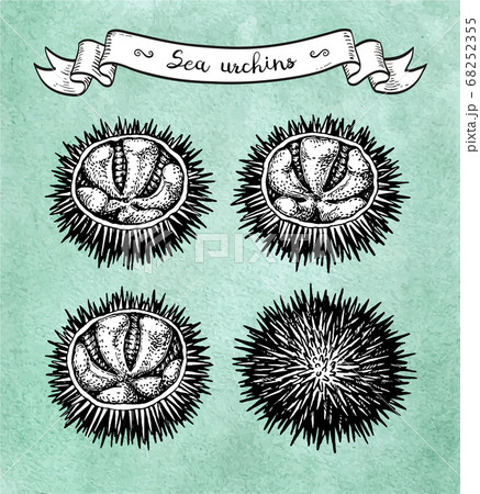 Ink sketch of urchin. Ink sketch of urchin. 68252355