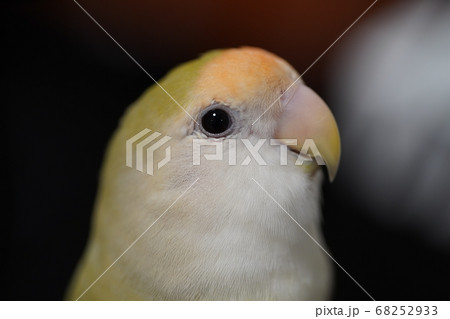 コザクラインコ コザクラインコ 68252933