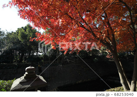 磯庭園の紅葉 磯庭園の紅葉 68253040