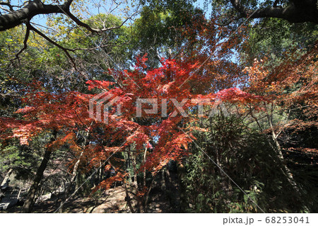 磯庭園の紅葉 68253041
