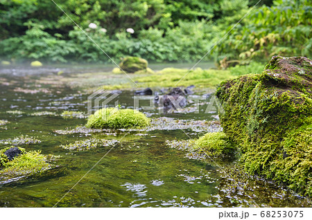八甲田山のグダリ沼　水辺の岩苔 68253075