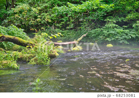 八甲田山のグダリ沼の倒木 68253081