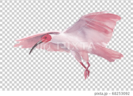 飛朱鷺的水彩插圖（矢量數據） 68253092