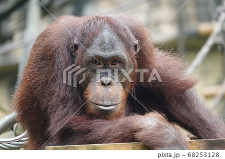 こっち見てるよね??? こっち見てるよね??? 68253128