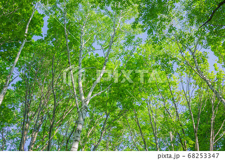 爽やかな新緑【初夏の小谷村】 爽やかな新緑【初夏の小谷村】 68253347