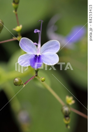 クレロデンドルム・ウガンデンセ (Clerodendrum ugandense) 68253415