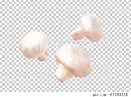 ホワイトマッシュルームの水彩イラスト 68253588