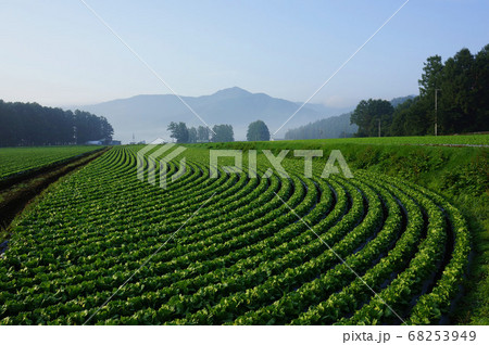 レタス畑が作る幾何学模様の高原風景 68253949