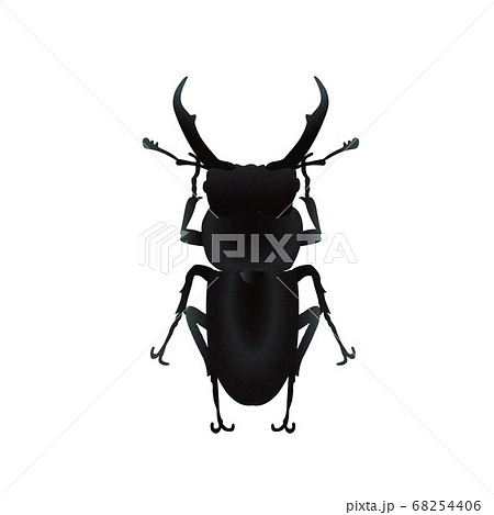 コクワガタの雄 68254406