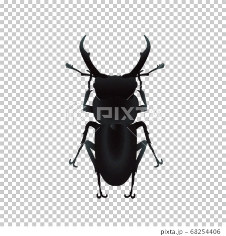 コクワガタの雄 68254406
