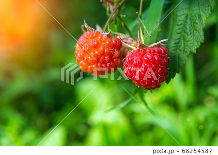 red raspberry berries hang on the branches. close-up red raspberry berries hang on the branches. close-up 68254587