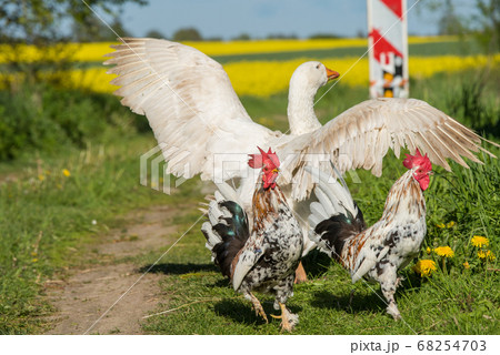 Roosters and white geese walk on a country road. Roosters and white geese walk on a country road. 68254703