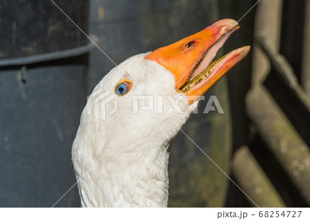 old white goose portait on nature outdoor old white goose portait on nature outdoor 68254727